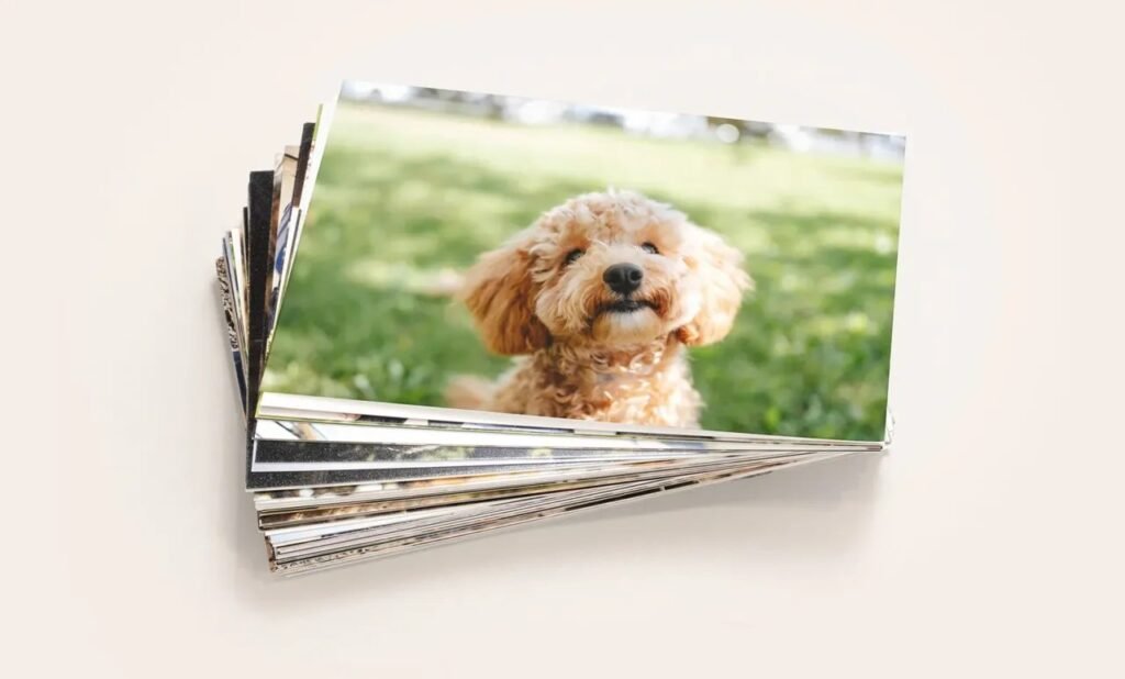 Pile de tirages photo avec un chien au pelage bouclé sur la photo du dessus